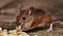 24 Hour & Emergency Exterminators in CO Spgs, CO